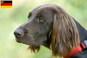 Lire la suite à propos de l’article Éleveurs et chiots à poil long allemand en Rhénanie-Palatinat