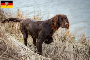 Lire la suite à propos de l’article Éleveurs et chiots à poil long en Sarre