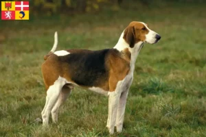 Lire la suite à propos de l’article Poitevin éleveurs et chiots en Auvergne-Rhône-Alpes