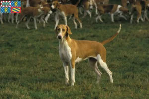 Lire la suite à propos de l’article Poitevin éleveurs et chiots en Bourgogne-Franche-Comté