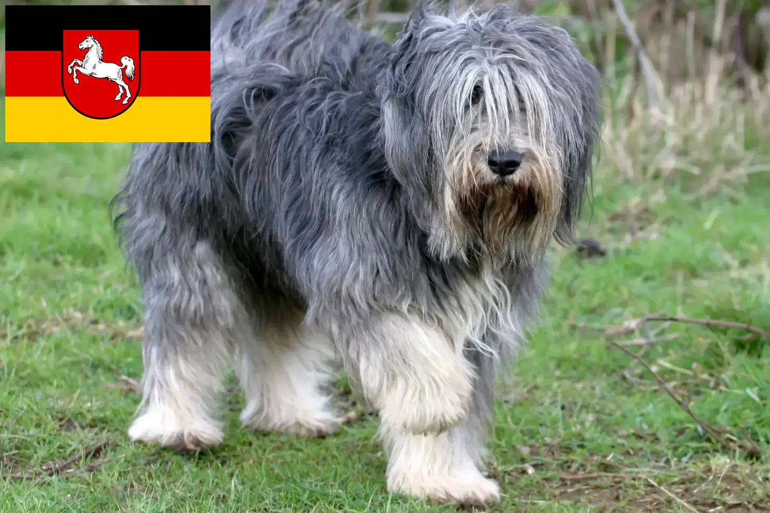 PON chiots et éleveurs Basse-Saxe Ici, tu trouveras des éleveurs de PON en Basse-Saxe.