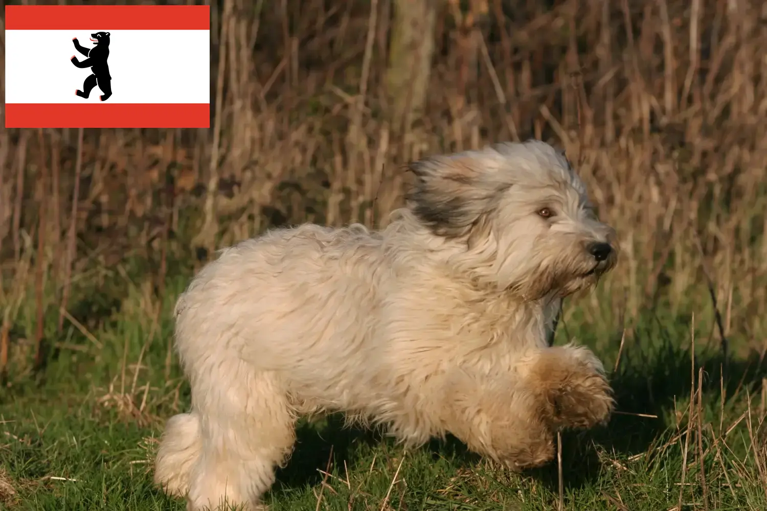 PON chiots et éleveurs Berlin Ici, tu trouveras les éleveurs de PON à Berlin.