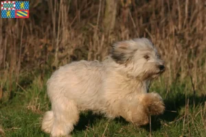 Lire la suite à propos de l’article Éleveurs de PON et chiots en Bourgogne-Franche-Comté