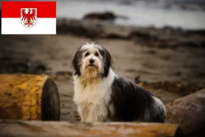Lire la suite à propos de l’article Éleveurs de PON et chiots dans le Brandebourg