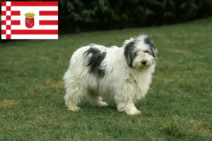 Lire la suite à propos de l’article Éleveurs de PON et chiots à Brême