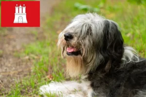 Lire la suite à propos de l’article Éleveurs de PON et chiots à Hambourg