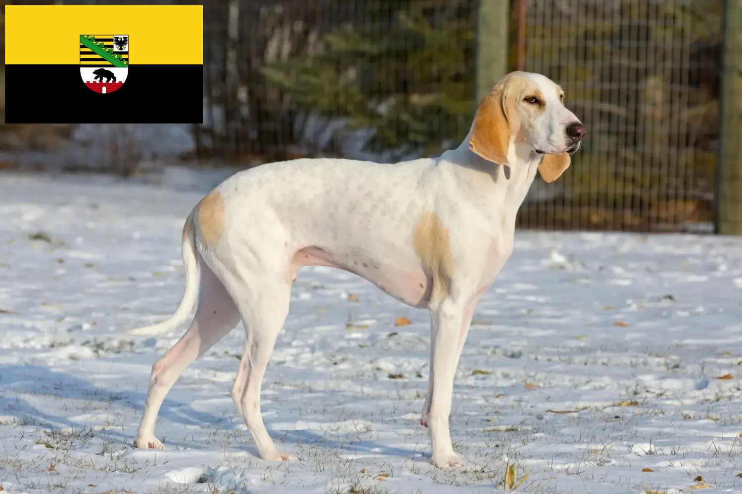 Porcelaine Chiots et éleveurs Sachsen-Anhalt Ici tu peux trouver des éleveurs de Porcelaines en Saxe-Anhalt.