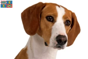 Lire la suite à propos de l’article Posavski Gonič éleveurs et chiots en Bourgogne-Franche-Comté