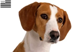 Lire la suite à propos de l’article Posavski Gonič éleveurs et chiots en Bretagne