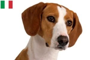 Lire la suite à propos de l’article Posavski Gonič éleveurs et chiots en Italie