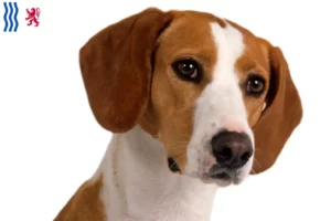 Lire la suite à propos de l’article Posavski Gonič éleveurs et chiots en Nouvelle-Aquitaine