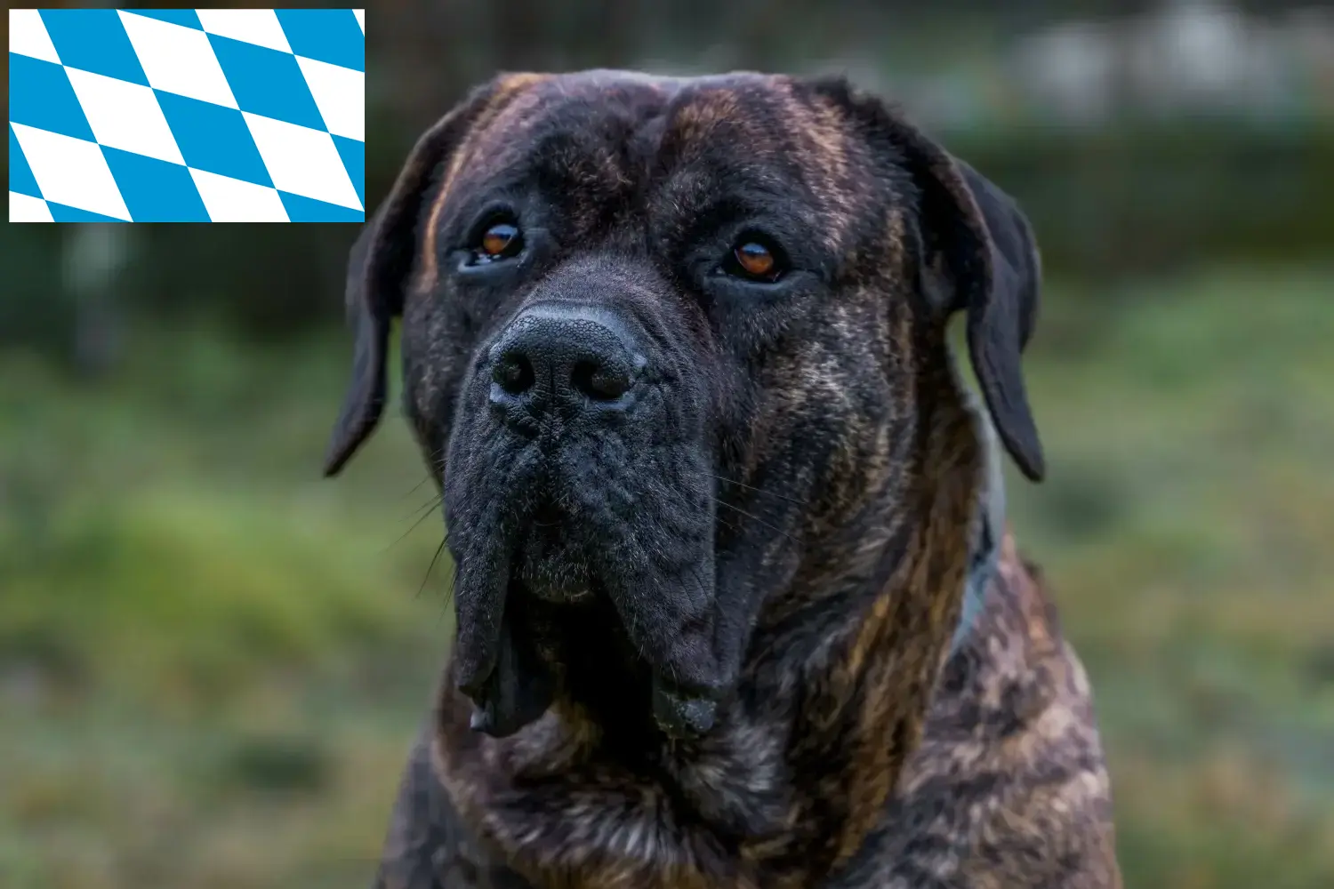 Presa Canario chiots et éleveurs Bavière Ici vous trouverez des éleveurs de Presa Canarios en Bavière.
