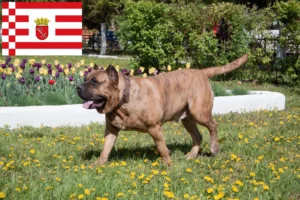 Lire la suite à propos de l’article Presa Canario éleveurs et chiots à Brême