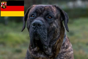 Lire la suite à propos de l’article Presa Canario éleveurs et chiots en Rhénanie-Palatinat