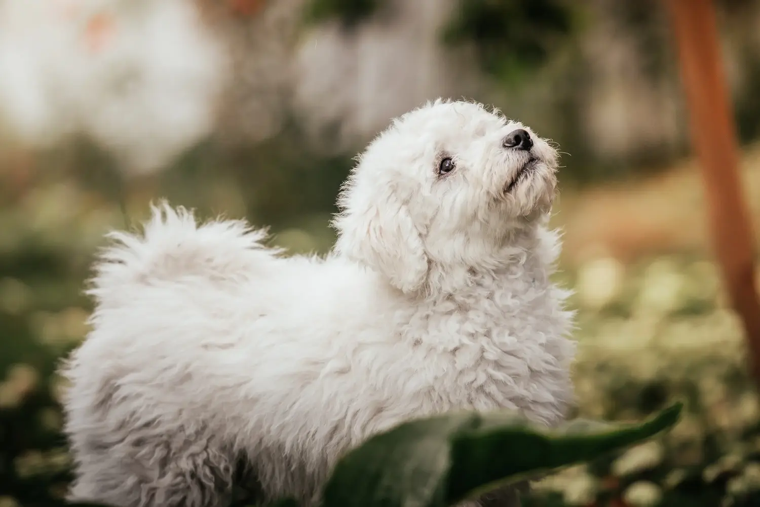 Acheter un chiot puli, c'est prendre ses responsabilités ! Acheter des chiots Puli.