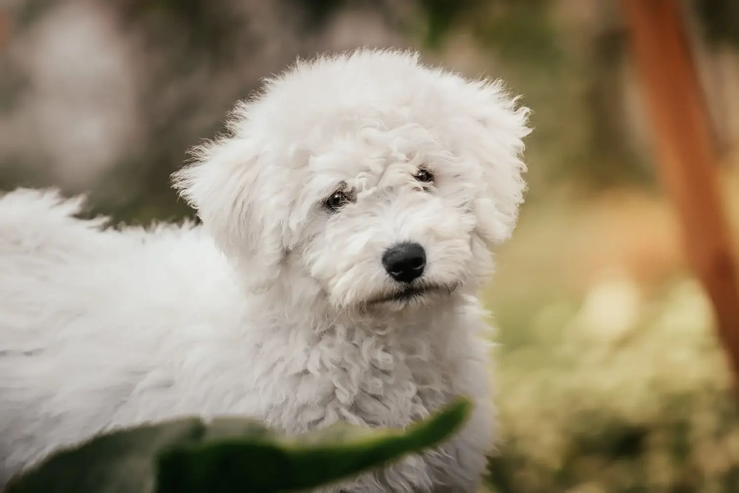 Acheter un chiot puli, c'est prendre ses responsabilités ! Acheter des chiots Puli.