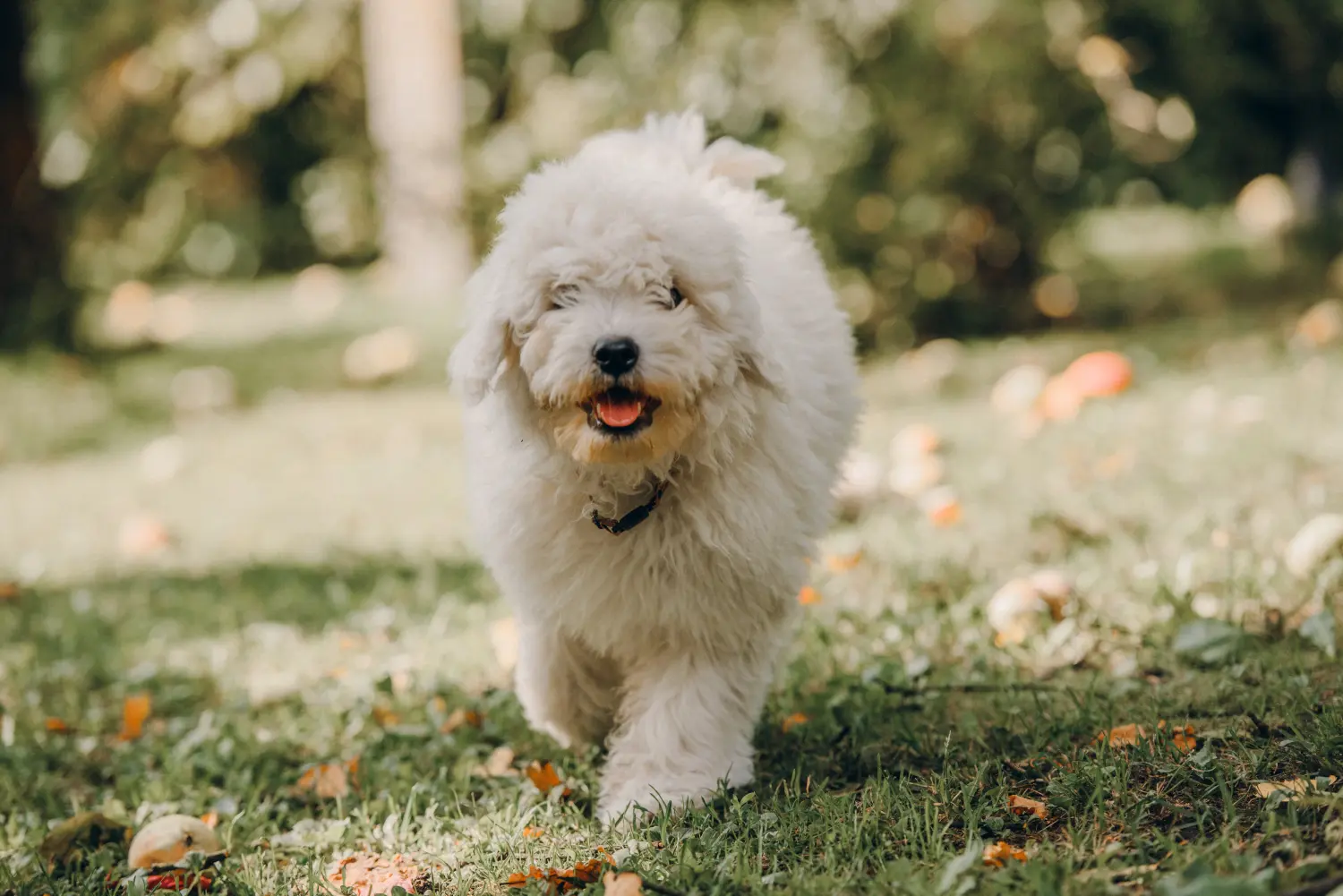 Acheter un chiot puli, c'est prendre ses responsabilités ! Acheter des chiots Puli.