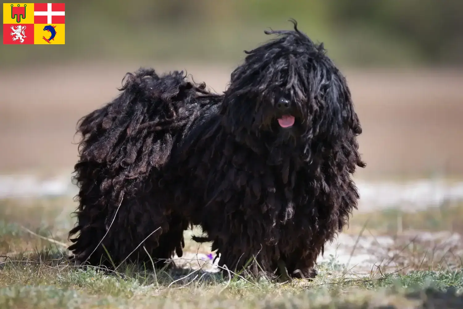 Puli chiots et éleveurs Auvergne-Rhône-Alpes Ici tu trouves des éleveurs de Pulis en Auvergne-Rhône-Alpes.