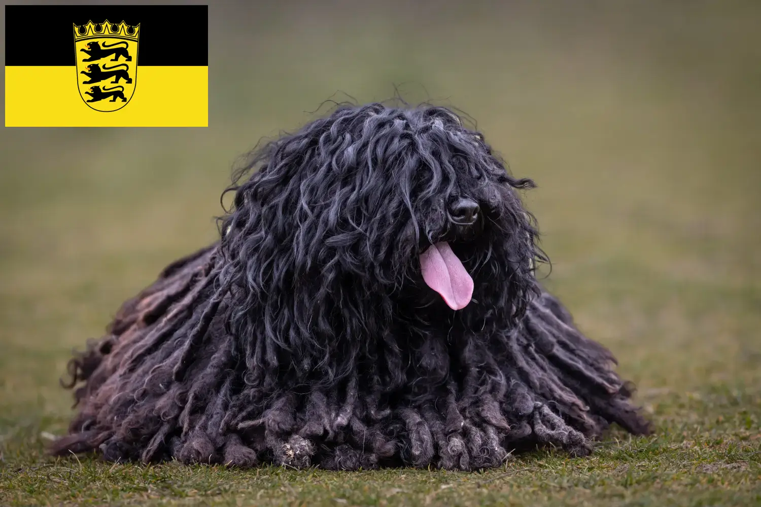 Puli chiots et éleveurs Baden-Württemberg Ici tu peux trouver des éleveurs de Pulis en Baden-Württemberg.
