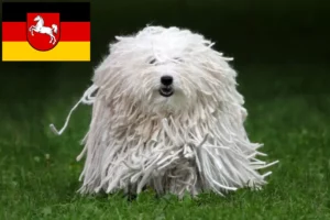 Lire la suite à propos de l’article Éleveurs de Puli et chiots en Basse-Saxe
