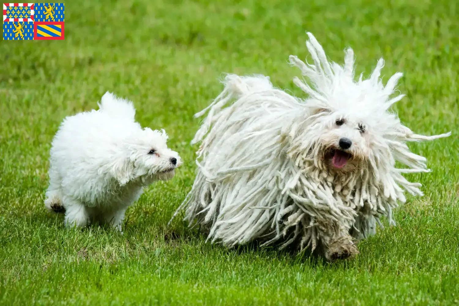 Puli chiots et éleveurs Bourgogne-Franche-Comté Ici tu trouves des éleveurs de Pulis en Bourgogne-Franche-Comté.