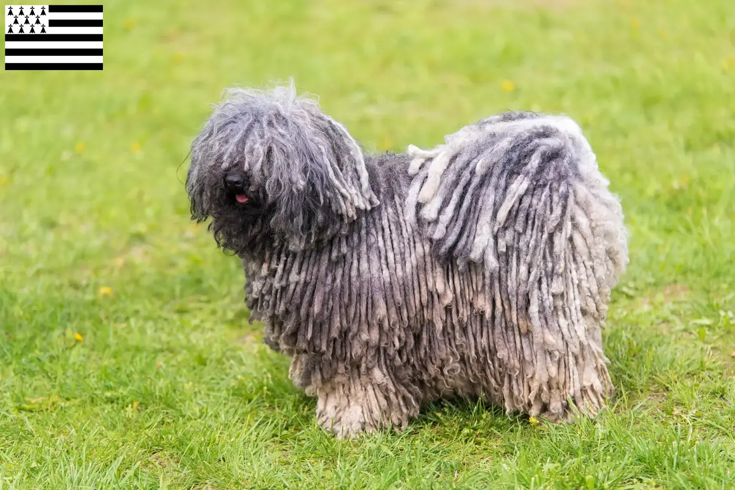 Puli chiots et éleveurs Bretagne Ici vous trouverez les éleveurs de Pulis en Bretagne .