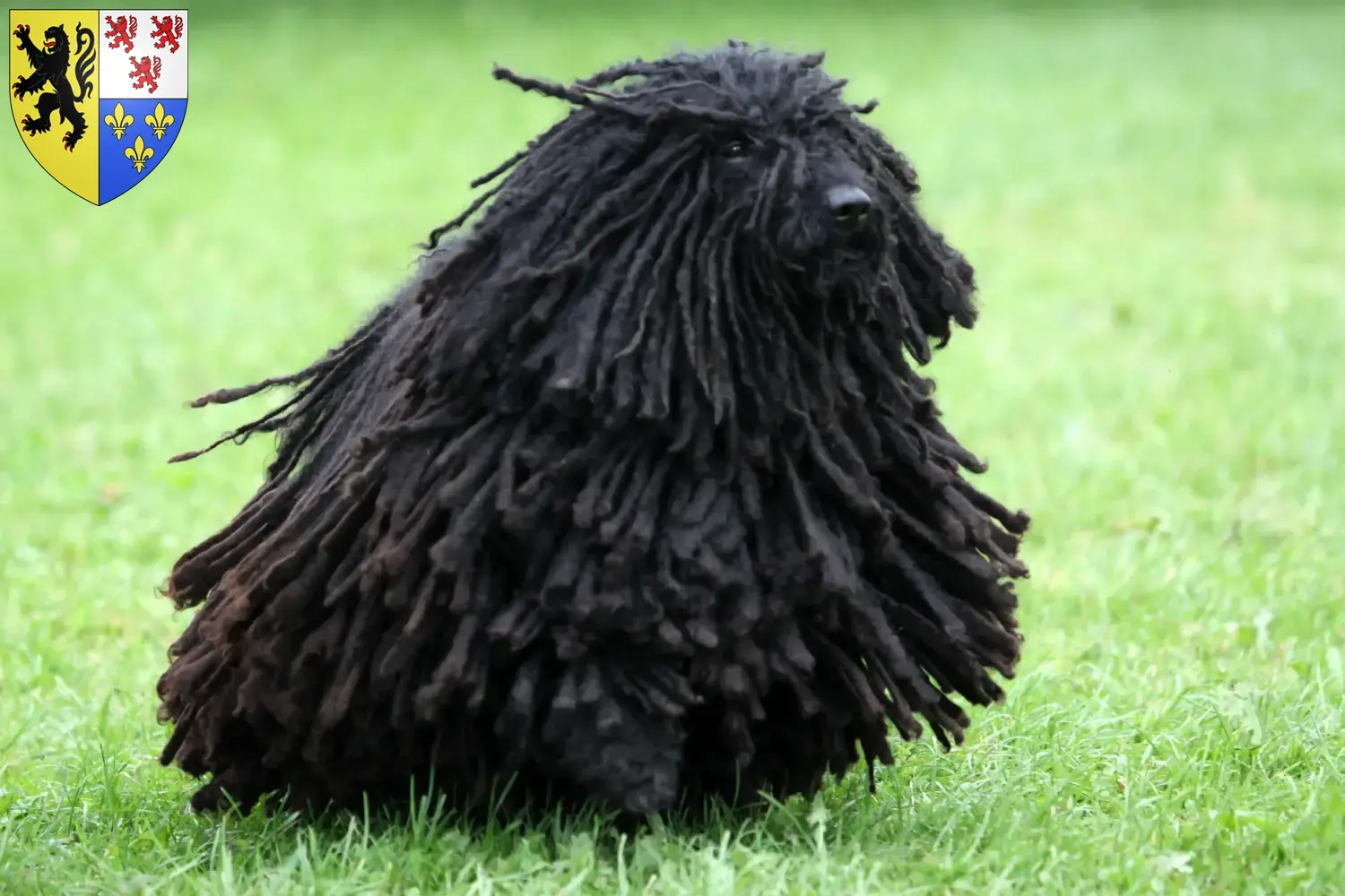 Puli chiots et éleveurs Hauts-de-France Ici tu trouves des éleveurs de Pulis en Hauts-de-France.