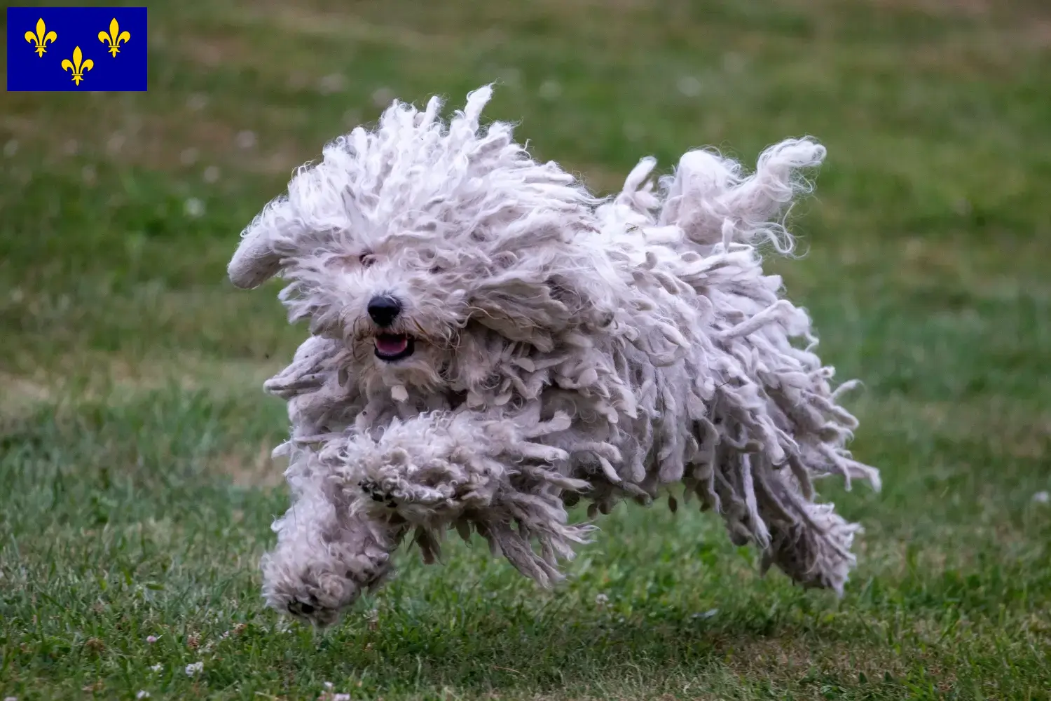 Puli chiots et éleveurs Île-de-France Ici tu trouves des éleveurs de Pulis en Île-de-France.