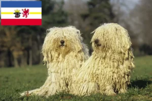 Lire la suite à propos de l’article Éleveurs de Puli et chiots en Mecklembourg-Poméranie occidentale