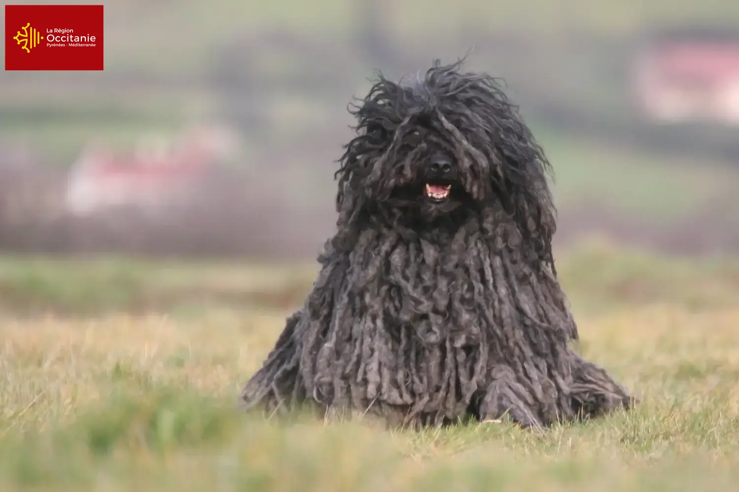 Puli chiots et éleveurs Occitanie Ici tu peux trouver des éleveurs de Pulis en Occitanie.
