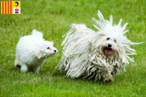 Lire la suite à propos de l’article Eleveurs de Puli et chiots en Provence-Alpes-Côte d’Azur