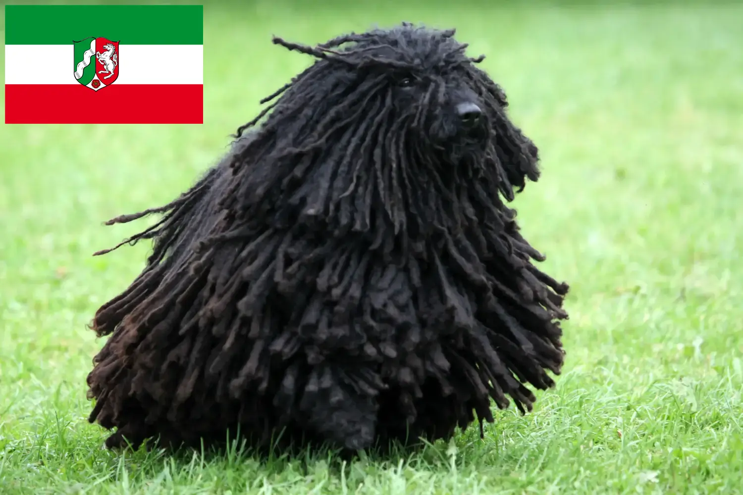 Puli chiots et éleveurs Rhénanie-du-Nord-Westphalie Ici tu peux trouver des éleveurs de Pulis en Rhénanie du Nord-Westphalie.
