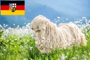 Lire la suite à propos de l’article Éleveurs de Puli et chiots en Sarre