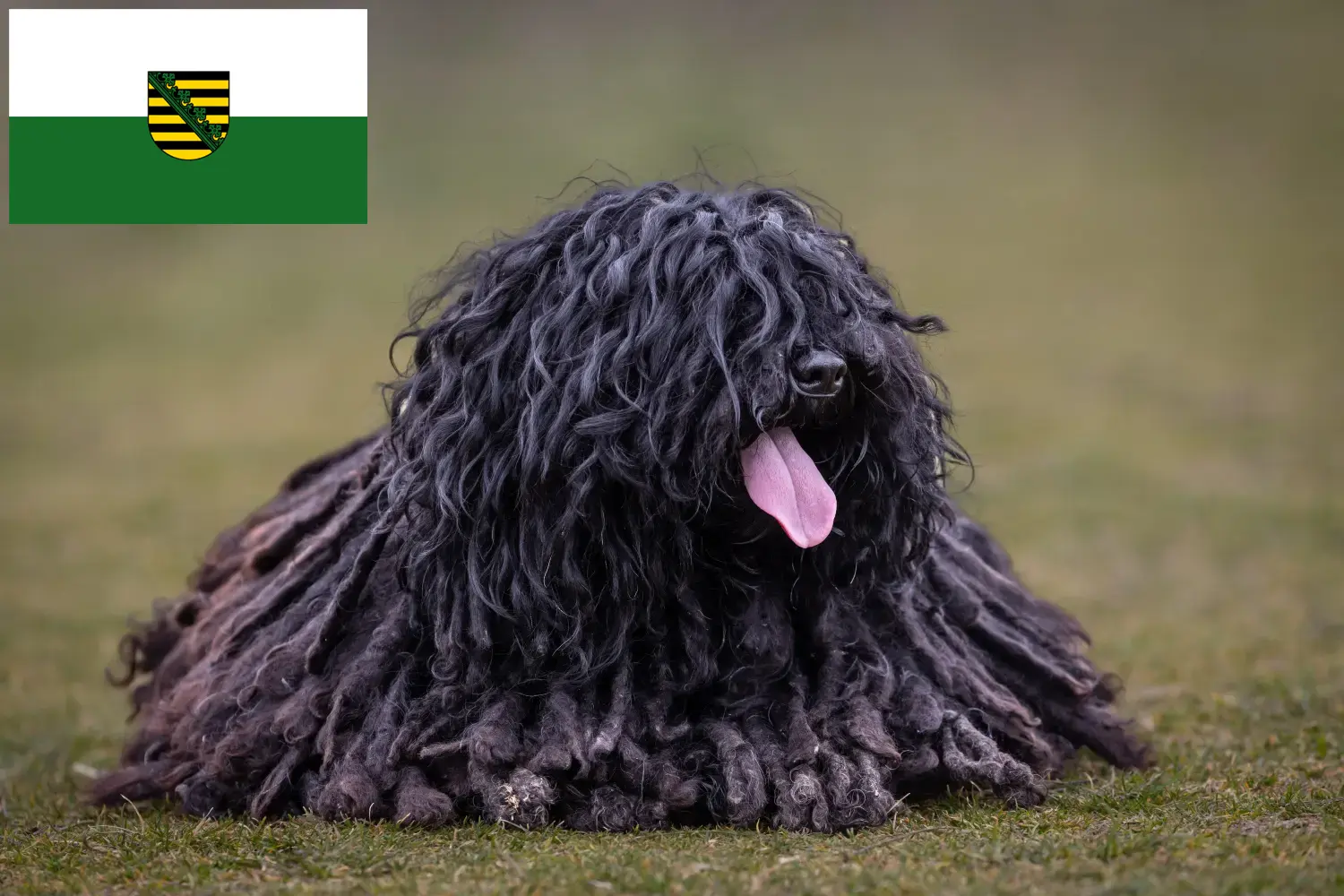 Puli chiots et éleveurs Sachsen Ici tu peux trouver des éleveurs de Pulis en Saxe.
