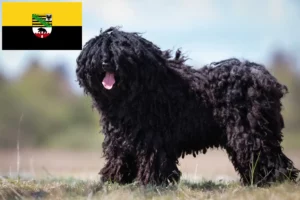 Lire la suite à propos de l’article Éleveurs de Puli et chiots en Saxe-Anhalt