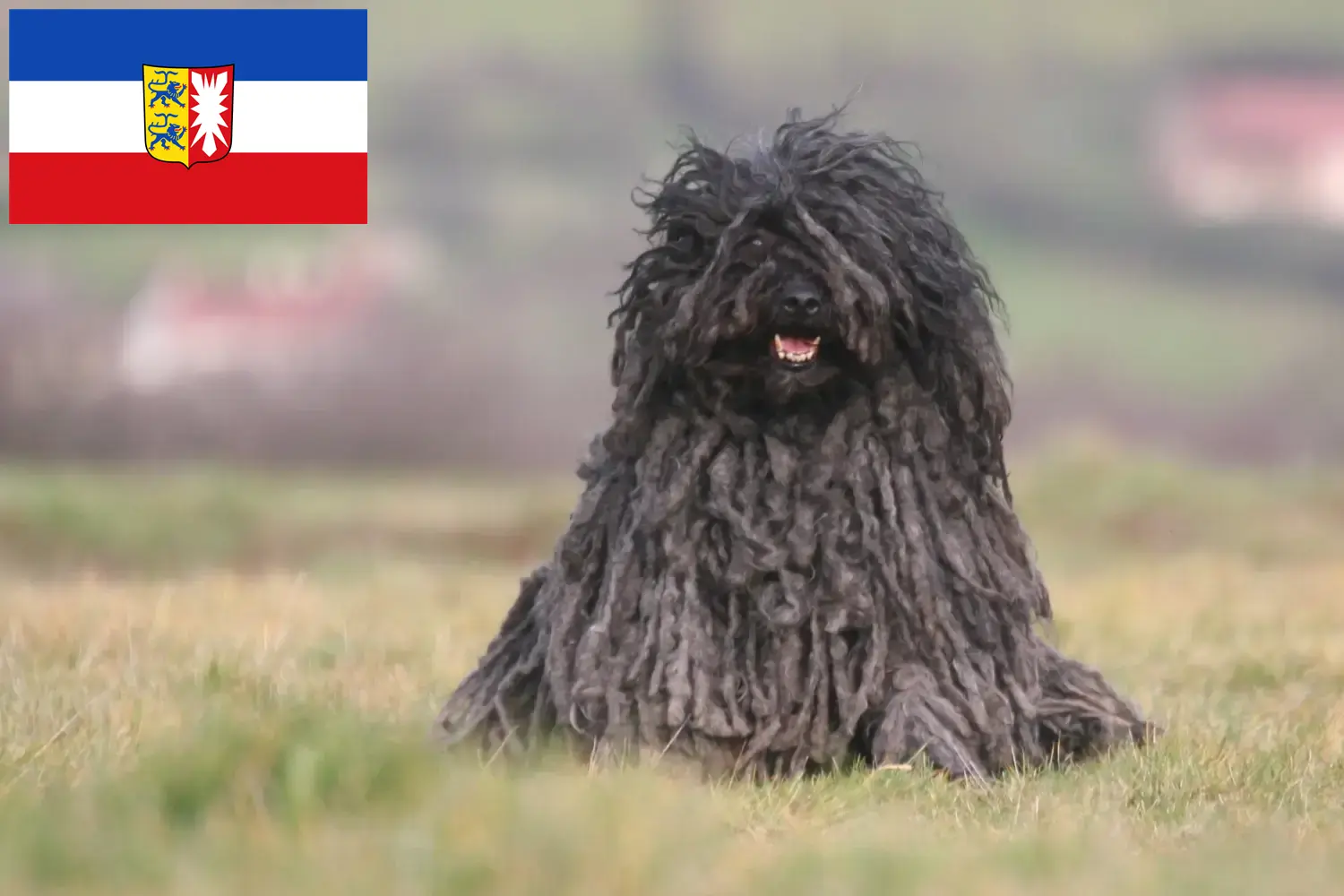 Puli chiots et éleveurs Schleswig-Holstein Ici, tu peux trouver des éleveurs de Pulis dans le Schleswig-Holstein.