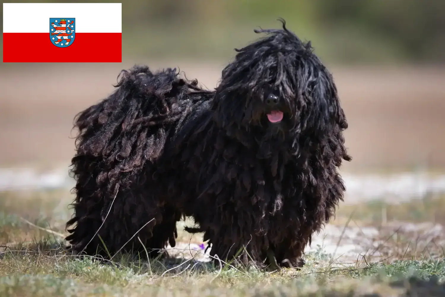 Puli chiots et éleveurs Thuringe Ici, tu trouveras des éleveurs de pulis en Thuringe.