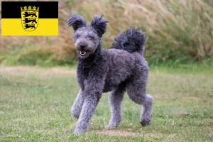 Lire la suite à propos de l’article Pumi éleveurs et chiots en Baden-Württemberg
