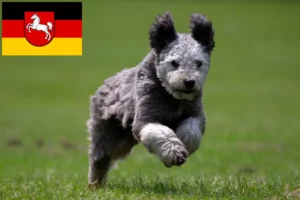 Lire la suite à propos de l’article Pumi éleveurs et chiots en Basse-Saxe