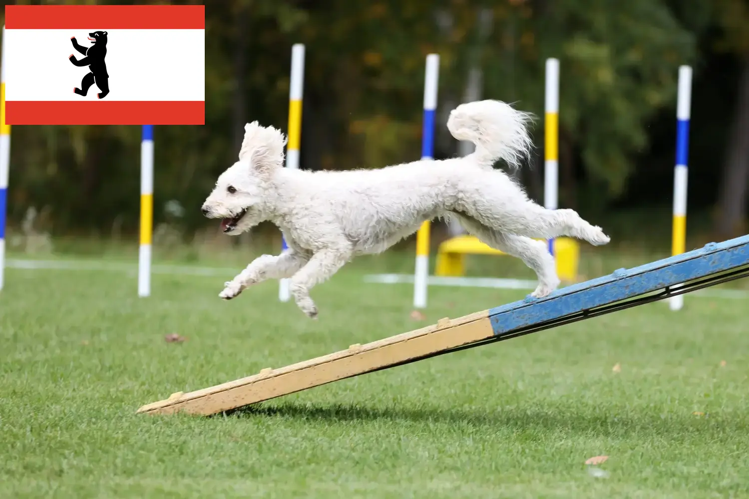 Pumi chiots et éleveurs Berlin Ici, tu trouveras des éleveurs de cougars à Berlin.