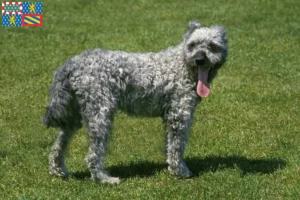 Lire la suite à propos de l’article Pumi éleveurs et chiots en Bourgogne-Franche-Comté