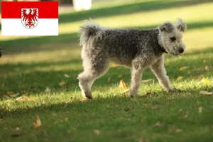 Lire la suite à propos de l’article Pumi éleveurs et chiots dans le Brandebourg