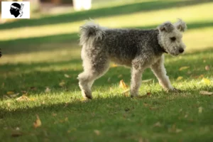 Lire la suite à propos de l’article Pumi éleveurs et chiots en Corse