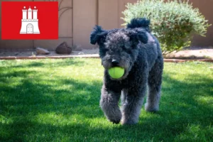 Lire la suite à propos de l’article Pumi éleveurs et chiots à Hambourg