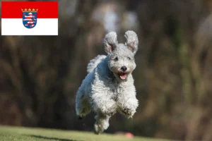 Lire la suite à propos de l’article Pumi éleveurs et chiots en Hesse