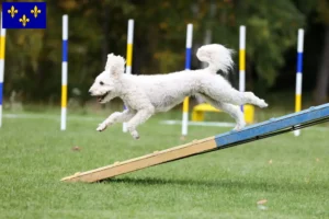 Lire la suite à propos de l’article Pumi éleveurs et chiots en Île-de-France