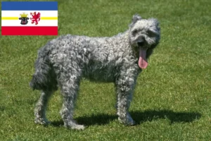 Lire la suite à propos de l’article Pumi éleveurs et chiots dans le Mecklembourg-Poméranie occidentale