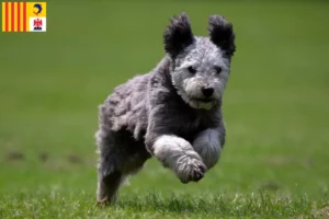 Lire la suite à propos de l’article Pumi éleveurs et chiots en Provence-Alpes-Côte d’Azur