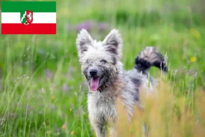 Lire la suite à propos de l’article Pumi éleveurs et chiots en Rhénanie du Nord-Westphalie