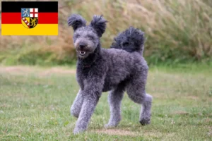 Lire la suite à propos de l’article Pumi éleveurs et chiots en Sarre